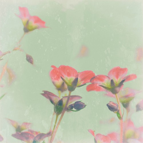 Tom Lambert, Romantic Meadow (Wunschgröße, Photokunst, Fotokunst, Natur, Blume, Blüten, Romantisch, Weichzeichner, blass / bunt)