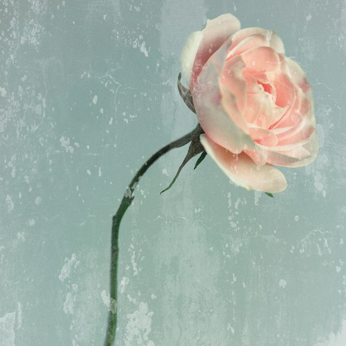 Tom Lambert, Romantic Pink Rose (Wunschgröße, Photokunst, Fotokunst, Natur, Blume, Blüte, Rose, Romantisch, Rosa / hellblau)
