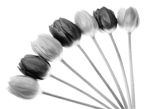Tom Lambert, Tulips Array l (Wunschgröße, Photokunst, Fotokunst, Natur, Blume, Tulpe, Tulpenreihe, schwarz / weiß)