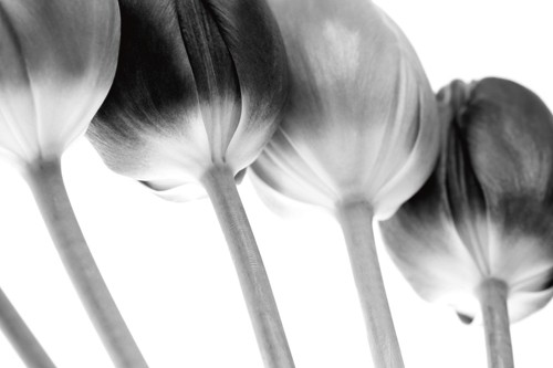 Tom Lambert, Tulips Array ll (Wunschgröße, Photokunst, Fotokunst, Natur, Blume, Tulpe, Tulpenreihe, schwarz / weiß)