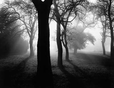 Tom Weber, Bume im Nebel I (Photokunst, Wunschgröße, Fotokunst, Bäume, Nebel, schwarz - weiß, Landschaften, Büro, Flur, Wohnzimmer)