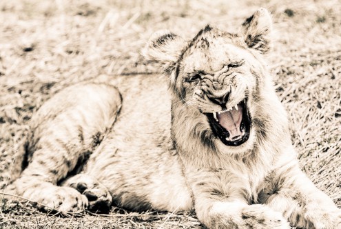 Toby Seifinger  Lion-Baby (Löwe, Löwenbaby, Jungtier, Tierportrait, Großkatze, Raubkatze, verspielt, Wunschgröße, Wohnzimmer, Treppenhaus, sepia)