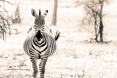 Toby Seifinger  Zebra I (Zebra, Tierportrait, Zebrastreifen, Fellmuster, Sawanne, Trockenheit,  Wunschgröße, Wohnzimmer, Treppenhaus, sepia)