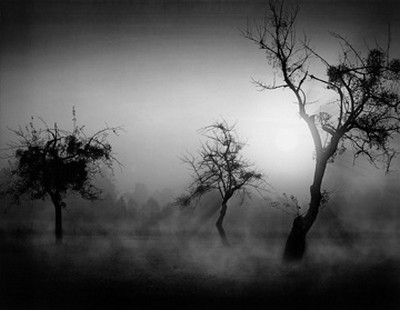 Tom Weber, Bume im Nebel II (Photokunst, Wunschgröße, Fotokunst, Bäume, Nebel, schwarz - weiß, Landschaften, Büro, Flur, Wohnzimmer)