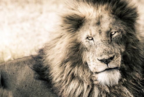 Toby Seifinger  Lion-King (Löwe, Tierportrait, Löwenmähne, Großkatze, Raubkatze, majestätisch, König, Wunschgröße, Wohnzimmer, Treppenhaus, sepia)