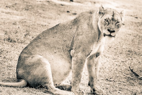 Toby Seifinger  Lion-Mom (Löwin, Löwenmutter, Tierportrait, Großkatze, Raubkatze, Wunschgröße, Wohnzimmer, Treppenhaus, sepia)