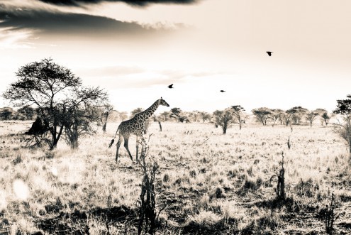 Toby Seifinger  Giraffe (Landschaft, Giraffe, Schreiten, Steppe, Afrika, Wunschgröße, Wohnzimmer, Treppenhaus, sepia)