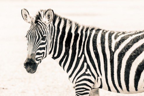 Toby Seifinger  Zebra II (Zebra, Tierportrait, Fellmuster, Zebrastreifen, Tarnung, Wunschgröße, Wohnzimmer, Treppenhaus, sepia)