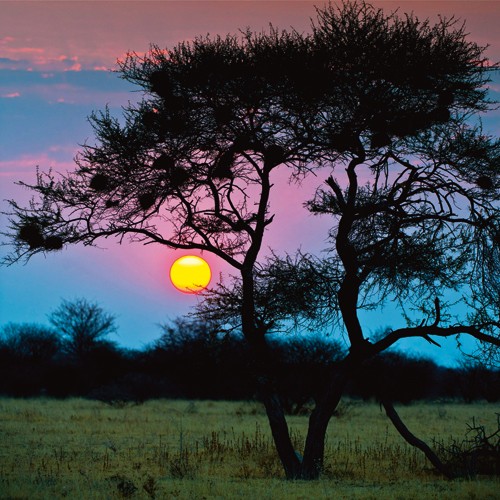 Ulf Brömmelhörster, End of the Day (Landschaft,Sonnenuntergang, Baum, Landschaftsfotografie, Stille, Ruhe, Natur, Wunschgröße, Fotografie, Treppenhaus, Wohnzimmer,)