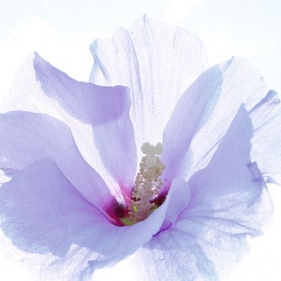 Ingrid Ulmer, Ballerina (Photokunst, Blumen, Blüten, Blütenblätter, Schönheit, Nahaufnahme, Flur, Wohnzimmer, Schlafzimmer, Wintergarten, bunt)