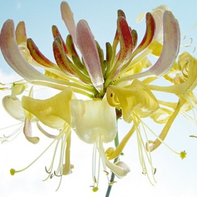 Ingrid Ulmer, Ballet (Photokunst, Blumen, Blüten, Blütenblätter, Schönheit, Nahaufnahme, Flur, Wohnzimmer, Schlafzimmer, Wintergarten, bunt)