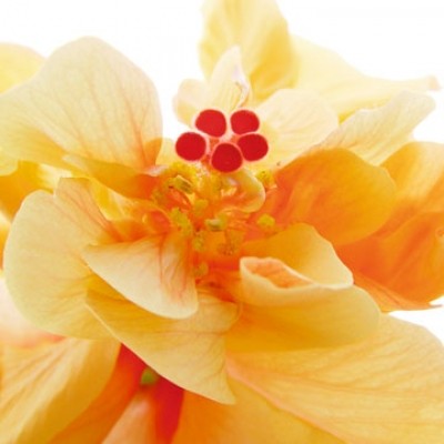Ingrid Ulmer, Bolero (Photokunst, Blumen, Blüten, Blütenblätter, Schönheit, Nahaufnahme, Flur, Wohnzimmer, Schlafzimmer, Wintergarten, bunt)