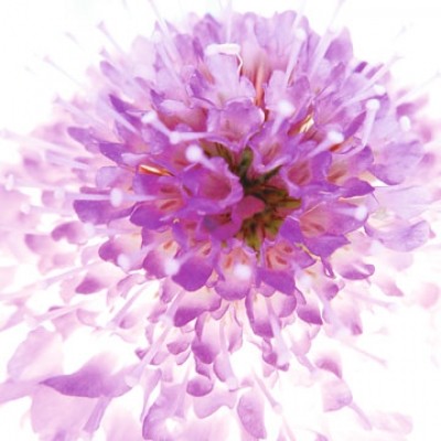 Ingrid Ulmer, Murano (Fotokunst, Blumen, Blüten, Blütenblätter, Schönheit, Nahaufnahme, Flur, Wohnzimmer, Schlafzimmer, Wintergarten, bunt)
