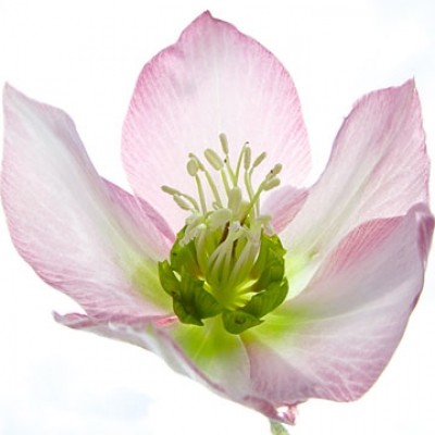 Ingrid Ulmer, Schweben (Fotokunst, Blumen, Blüten, Blütenblätter, Schönheit, Nahaufnahme, Flur, Wohnzimmer, Schlafzimmer, Wintergarten, bunt)