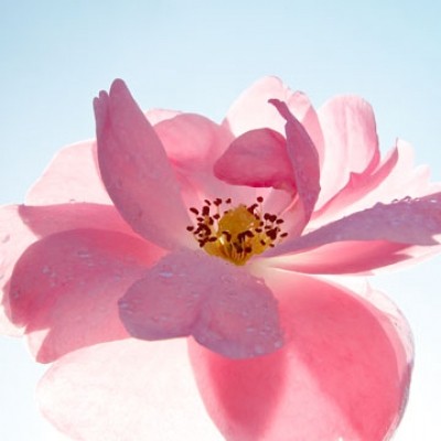 Ingrid Ulmer, Schwingung (Fotokunst, Blumen, Blüten, Blütenblätter, Schönheit, Nahaufnahme, Flur, Wohnzimmer, Schlafzimmer, Wintergarten, bunt)