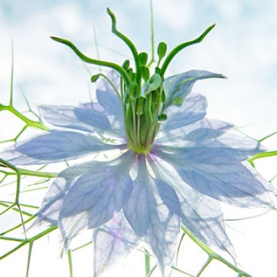 Ingrid Ulmer, Seiltänzer blau (Fotokunst, Blumen, Blüten, Dornen, Blütenblätter, Schönheit, Nahaufnahme, Flur, Wohnzimmer, Schlafzimmer, Wintergarten, bunt)