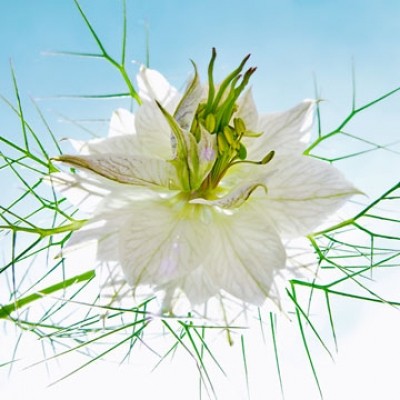 Ingrid Ulmer, Seiltänzer weiß (Fotokunst, Blumen, Blüten, Dornen, Blütenblätter, Schönheit, Nahaufnahme, Flur, Wohnzimmer, Schlafzimmer, Wintergarten, bunt)