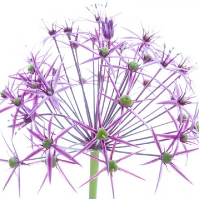 Ingrid Ulmer, Wunderkerze (Fotokunst, Blumen, Blüten, Blütenblätter, Schönheit, Nahaufnahme, Flur, Wohnzimmer, Schlafzimmer, Wintergarten, bunt)