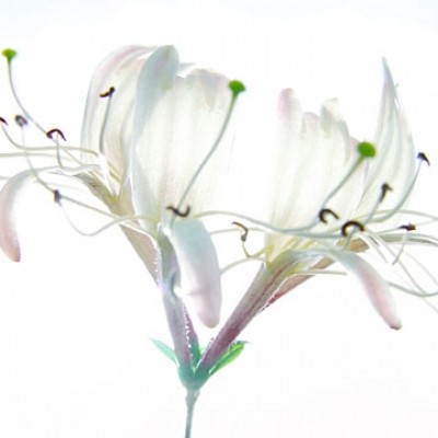 Ingrid Ulmer, Zarte Bande (Fotokunst, Blumen, Blüten, Blütenblätter, Schönheit, Nahaufnahme, Flur, Wohnzimmer, Schlafzimmer, Wintergarten, bunt)