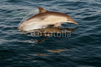 Uryadnikov Sergey, The dolphin comes up from water. (spaß, flosse, meer, warm, schwanz, life, schwimmen, sprung, grau, welle, hübsch, grau, blau, spiel, wild, fisch, schnell, weiß, lächeln, spassig, amphetamine, wasser, wal, ozean, säugetier, navy, gemeiner, natur, platsch, tier, wasser, delphin)