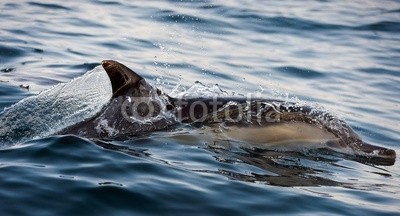 Uryadnikov Sergey, The dolphin comes up from water. (spaß, flosse, meer, warm, schwanz, life, schwimmen, sprung, grau, welle, hübsch, grau, blau, spiel, wild, fisch, schnell, weiß, lächeln, spassig, amphetamine, wasser, wal, ozean, säugetier, navy, gemeiner, natur, platsch, tier, wasser, delphin)