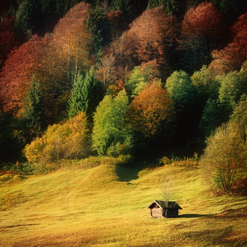 Uwe Steger, Nature Art Color II (Herbst, Wunschgröße, Modern, Büro, Wohnzimmer, Landschaftsfotgrafie, Landschaften, Wald, Fotokunst)
