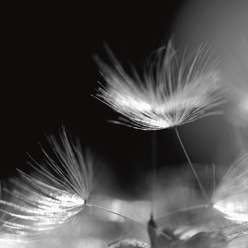 Uwe Steger, Summerstorm (Wunschgröße, Fotografie, Pusteblume, Büro, Wohnzimmer, schwarz/weiß, Fotokunst, Natur)