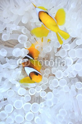 uwimages, Amphiprion bicinctus, anemonefish in bleached sea anemone (fisch, natur, ozean, aquarium, anemone, symbiosis, marine life, korallen, riff, sea fish, unterwasser, colorful, saltwater, makro, close-up, niemand, bleache)