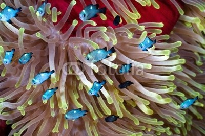 uwimages, Damselfishes over sea anemone. (fisch, anemone, symbiosis, tier, meersesäuger, unterwasser, ozean, marine life, tropisch, aquarium, riff, natur, draußen, schnorcheln, tidehafen, makro, close-up, niemand, agressivität, koralle)