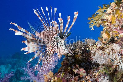 uwimages, Pterois volitans, Lionfish on coral reef (fisch, natur, ozean, räuber, marine life, sea fish, unterwasser, colorful, saltwater, niemand, poisonous organis)