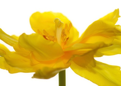 Uwe Steger, Frontside (Wunschgröße, Fotografie, Blumen, Blüte, Nahaufnahme, Büro, Wohnzimmer, gelb, Fotokunst,)