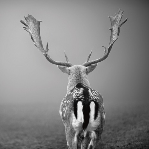 Leinwandbild, Uwe Steger, Platzhirsch..., Seiten gespiegelt (Wunschgröße, Geweih, Tiere, Hirsch, majestätisch, Nebel, Dunst, Stille, Ruhe, Jugendzimmer, Wohnzimmer, schwarz/weiß, Fotokunst,)