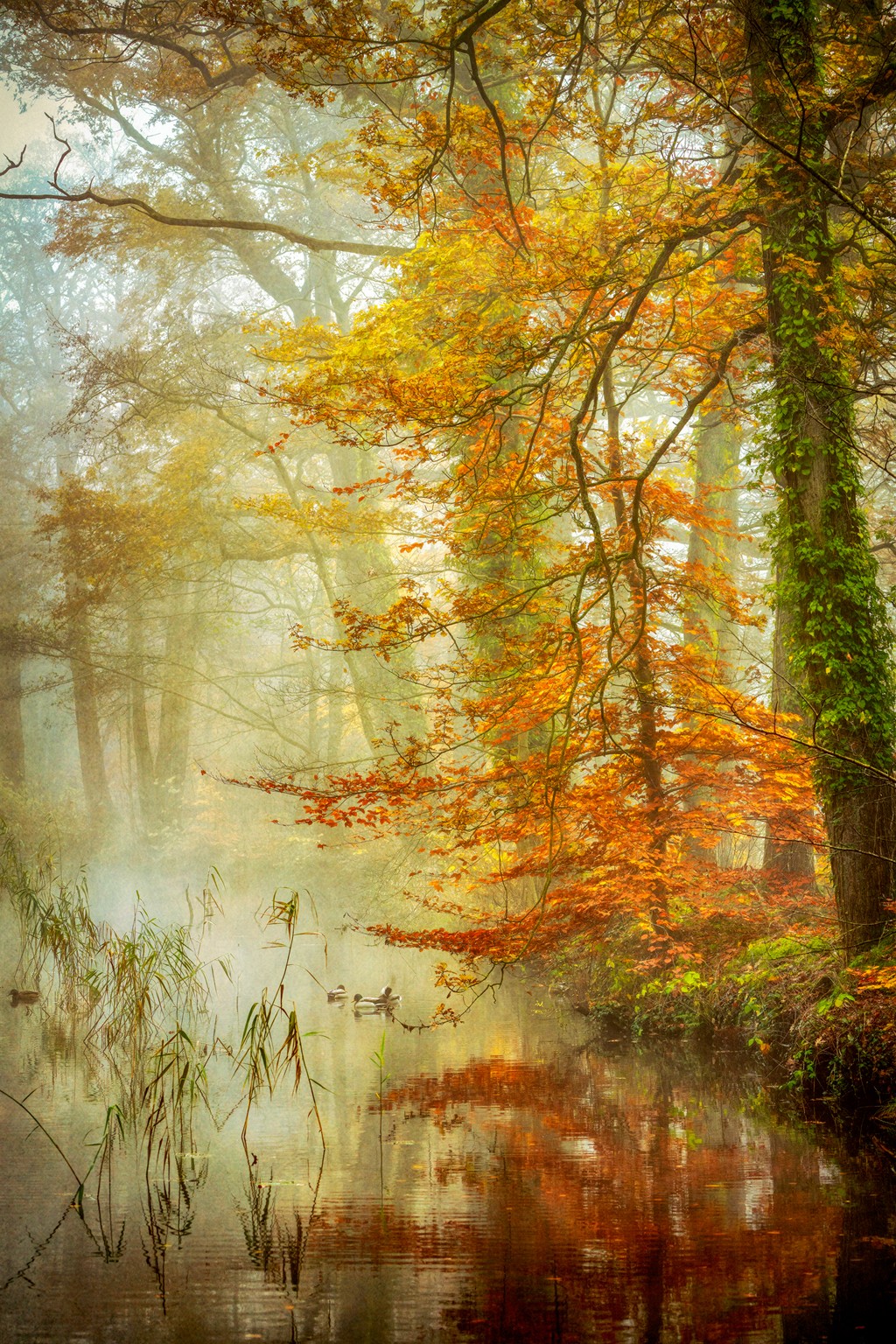Lars van de Goor, In Romance (Landschaft, Wald, Bäume,  Landschaftsfotografie, Fotografie, Herbst, Jahreszeit, Dunst, Nebel, Teich, Spiegelungen, Wohnzimmer, Wunschgröße)