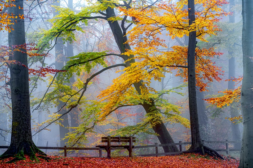 Lars van de Goor, Take a Seat an Enjoy (Landschaft, Wald, Bäume, Bank, Landschaftsfotografie, Fotografie, Herbst, Jahreszeit, Dunst, Nebel,  Wohnzimmer, Wunschgröße)