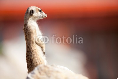 V&P Photo Studio, A meerkat on rock guards (säugetier, schutz, naturschutz, braun, suche, süden, lebewesen, pelz, orange, afrika, vertikal, eins, posing, aufrecht, southern, portrait, auge, klein, afrikanisch, blick, stehendes, draußen, mund, oden, wachsam, tierpark, suchend, natur, singl)