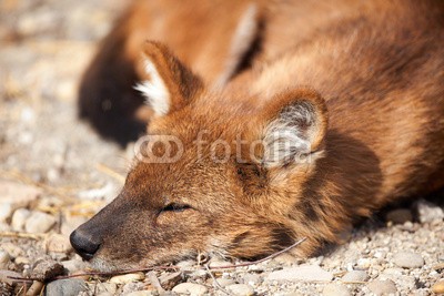 V&P Photo Studio, red fox (Vulpes vulpes) (bernstein, tier, in, biest, schöner, schönheit, schwarz, braun, kamera, eckzahn, kotelette, schließen, lebewesen, hund, auge, gesicht, fangzahn, fuchs, pelz, pelzig, kiefer, schauend, makro, männlich, säugetier, nase, eins, orange, portrait, posin)