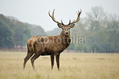 veneratio, Portrait of majestic red deer stag in Autumn Fall (tier, säugetier, wildlife, hirsch, stag, böcke, reh, kitz, horn, wiederkäuer, herbst, fallen, jahreszeit, jahreszeitlich, verfärbt, bunt, lebendig, wald, baum, laubwerk, natur, natürlich, rut, konzept, kräfte, stärke, herde, pelz, mantel, tjos)