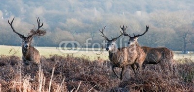 veneratio, Red deer stag portrait in Autumn Fall Winter forest landscape (hirsch, stag, männlich, tier, wildlife, säugetier, kräfte, stärke, konzept, dominanz, geweih, horn, pelz, mantel, wald, winter, herbst, fallen, jahreszeit, jahreszeitlich, szene, landschaft, holz, baum, flora, fauna, pflanze, farnkraut, sammlung, grupp)