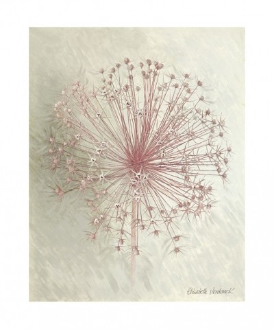 Elisabeth Verdonck, ALLIUM SEEDHEAD I (Malerei, Blumen, Natur, Lauch, Samen, Floral, Blüten, Wohnzimmer, Treppenhaus, Schlafzimmer, bunt)