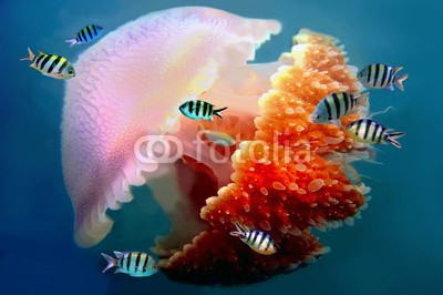 vlad61_61, giant jellyfish swimming with tentacles following underwater (mosaik, quallen, tier, taucherausrüstung, aquarium, wasser, schranke, biss, schwarz, beruhigend, korallen, lebewesen, gefahr, gefährlich, dunkel, tiefe, tauchen, exotisch, glühend, großartig, isoliert, gelee, navy, ozean, meereskunde, muster)