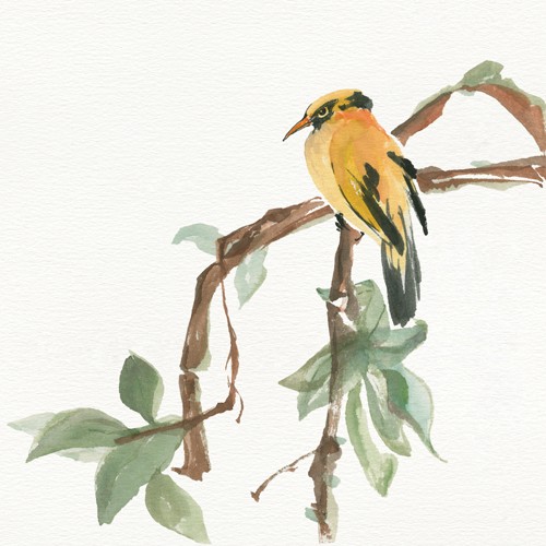 Chris Paschke, Black Napped Oriole (Pirol, Vogel, Tier, Ast, Blätter, Aquarellmalerei, Treppenhaus, Wohnzimmer, Wunschgröße, bunt)