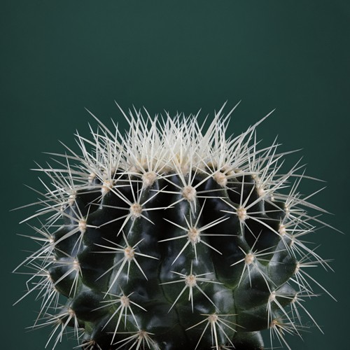 Andre Eichman, Cacti II (Pfanzen, Kaktus, Stacheln, Botanik, Wunschgröße, Fotografie, nahaufnahme, Treppenhaus, Wohnzimmer, bunt)