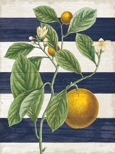 Sue Schlabach, Classic Citrus VI Navy  Shiplap NW (Orangen, Orangenzweig, Orangenblüten, Botanik, Pflanze, Streifen, blau/weiße Querstreifen, mediterran, Esszimmer, Küche, Wunschgröße)