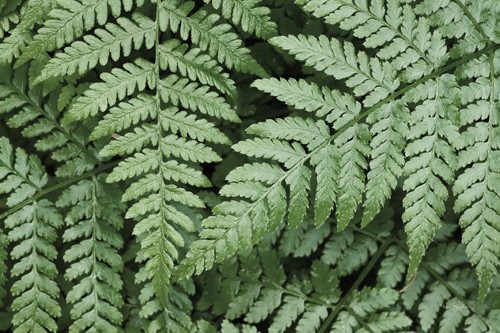 Alan Majchrowitz, Lady Ferns II Color (Blätter, Farn, Pflanzen, Botanik, Nahaufnahme, Fotografie, Treppenhaus, Wunschgröße, grün)