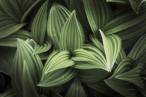 Alan Majchrowitz, Corn Lily I (Blätter, Kornlilien, Pflanzen, Botanik, Nahaufnahme, Fotografie, Treppenhaus, Wunschgröße, grün)