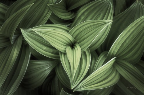 Alan Majchrowitz, Corn Lily II (Blätter, Kornlilien, Pflanzen, Botanik, Nahaufnahme, Fotografie, Treppenhaus, Wunschgröße, grün)