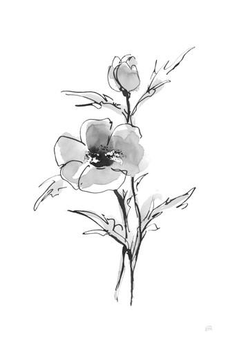 Chris Paschke, Wash Anemone I (Blume, Blüte, Anemone, zart, filigran, Aquarell, Treppenhaus, Wohnzimmer, Wunschgröße, schwarz/weiß)