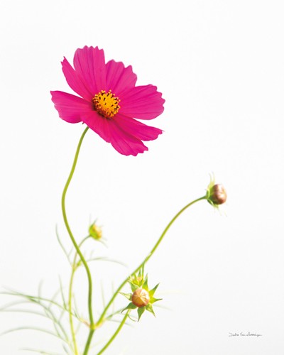 Debra van Swearingen, Magenta Cosmos I (Blume, Blüte, Pflanze, Botanik, Studie, filigran, Wunschgröße, Treppenhaus, pink)