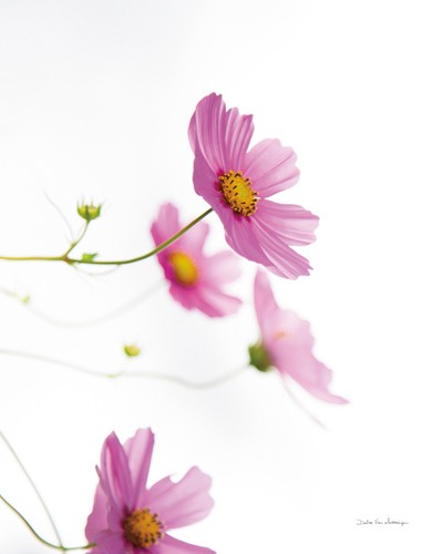 Debra van Swearingen, Pale Cosmos II (Blume, Blüte, Pflanze, Botanik, Studie, filigran, Wunschgröße, Treppenhaus, rosa)
