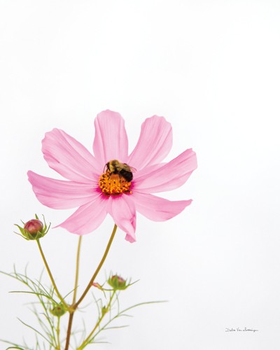 Debra van Swearingen, Pale Cosmos I (Blume, Blüte, Biene, Insekt, Pflanze, Botanik, Studie, filigran, Wunschgröße, Treppenhaus, rosa)